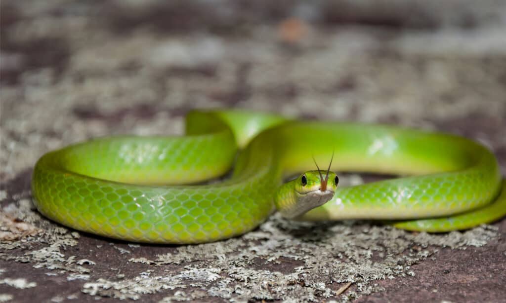 Un serpente verde liscio in natura