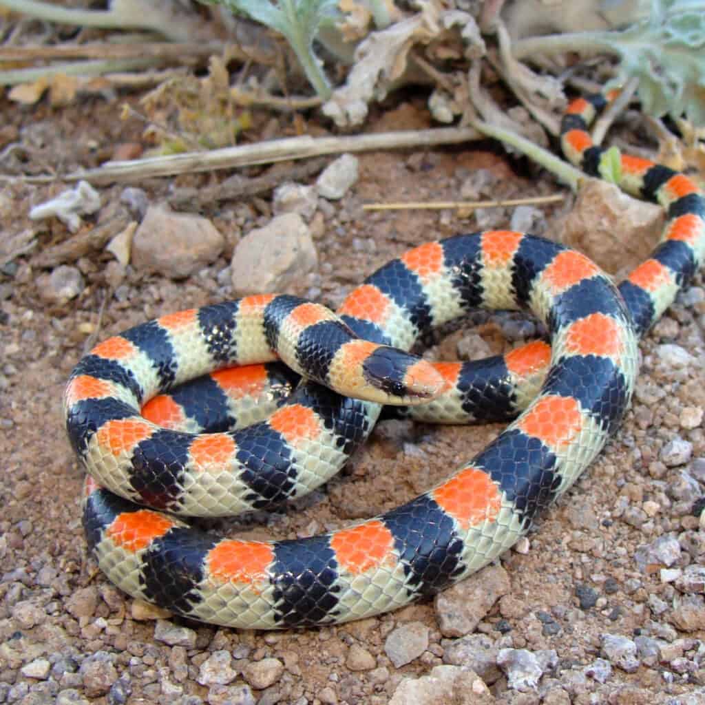 Un serpente di terra occidentale mostra le sue bande di colore alternate