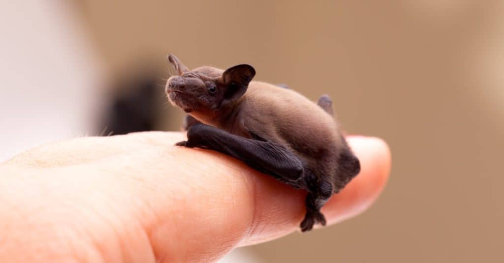 Carino bambino piccolo pipistrello marrone seduto su una mano umana.
