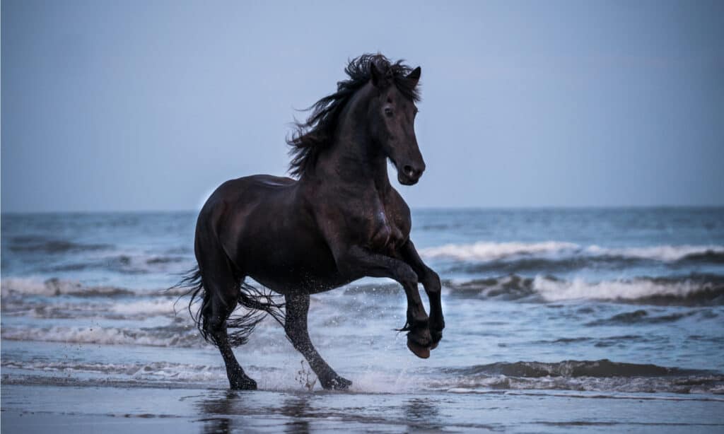 Cavallo nero che galoppa libero sulla spiaggia.