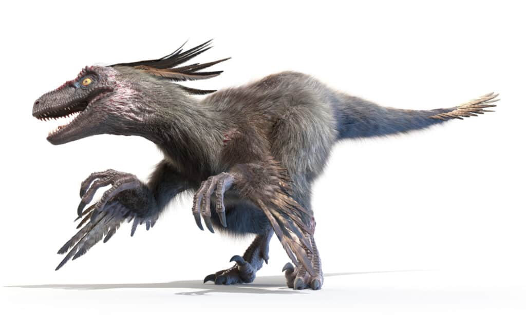 Illustrazione Velociraptor 3D su sfondo bianco