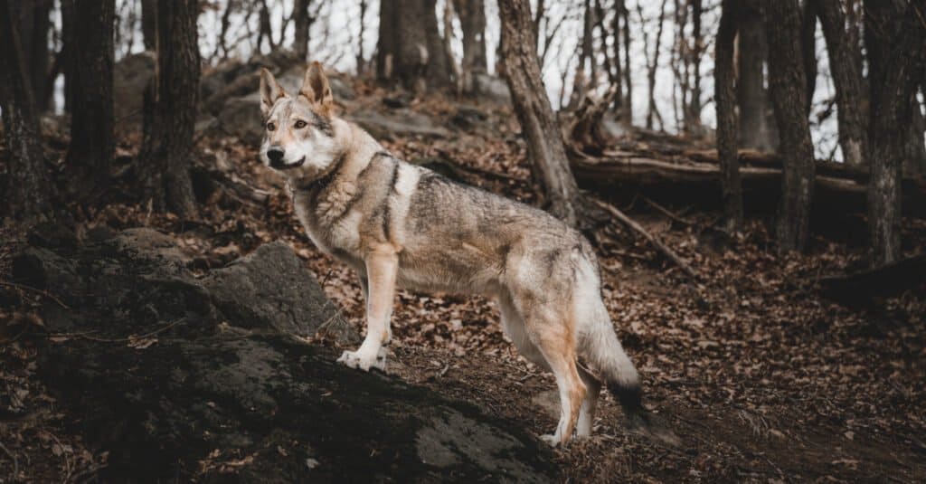 cane lupo in piedi sulla roccia nei boschi, animali domestici in Louisiana