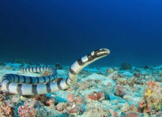 Incontra il massiccio serpente di mare che banchettava con le balene (seriamente!)
