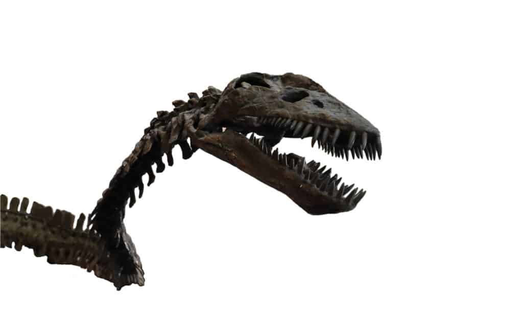 La testa di Elasmosaurus platyurus aveva una forma triangolare, caratterizzata da una grande mascella con denti simili a zanne nella parte anteriore e denti più piccoli verso la parte posteriore della bocca.
