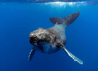 Incredibili riflessi salvano il subacqueo dall'enorme balena che sta per mangiarla
