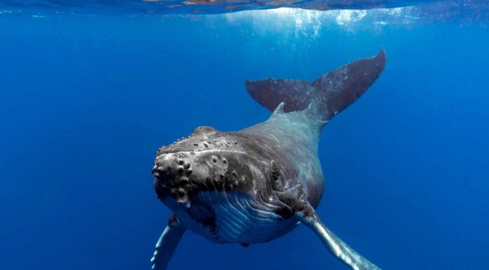 Incredibili riflessi salvano il subacqueo dall'enorme balena che sta per mangiarla
