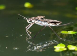 Insetto d'acqua
