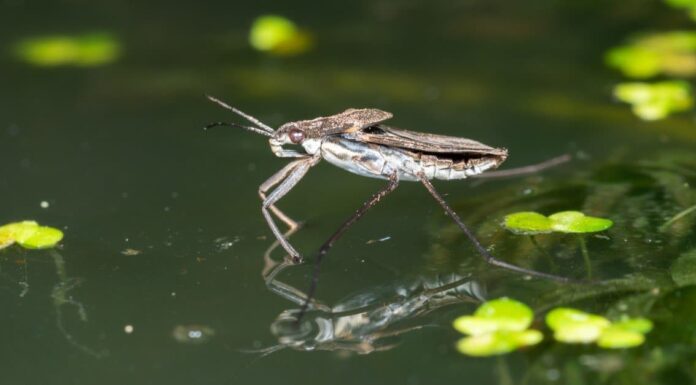 Insetto d'acqua
