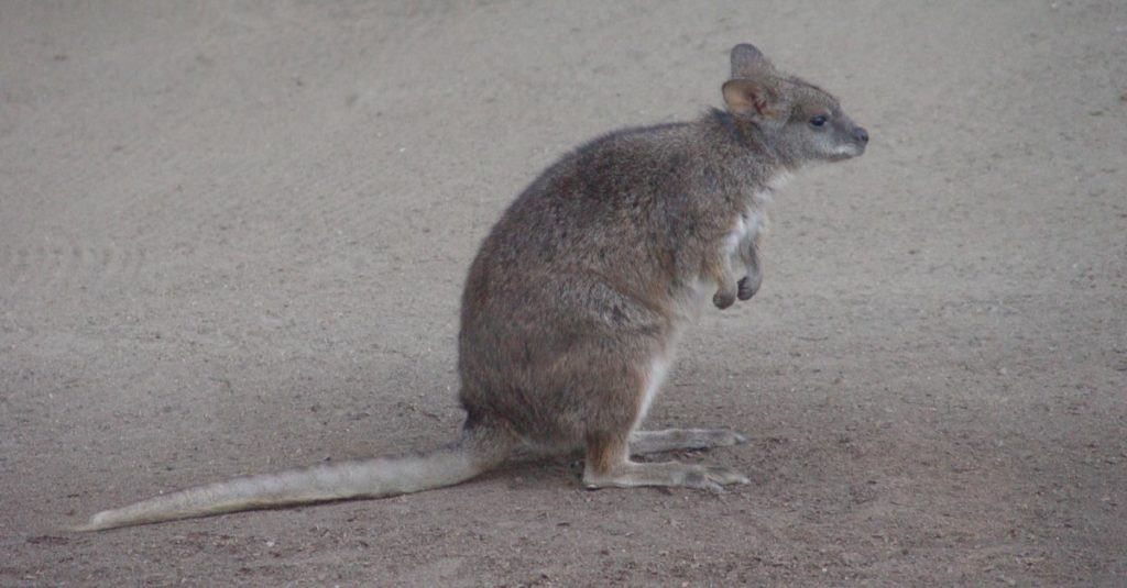 Ratto canguro (allo zoo)
