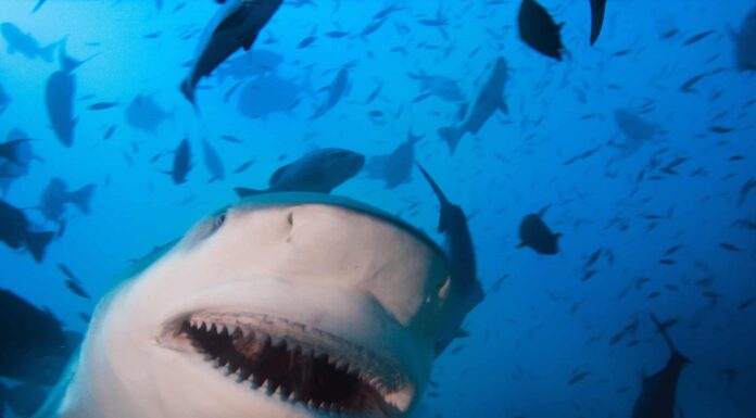 Kayaker australiano trasporta uno squalo... che è stato mangiato da uno squalo

