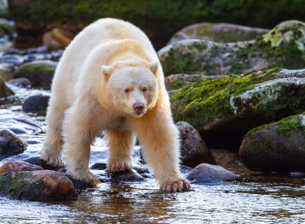 Kermode Bear (Spirito Orso)