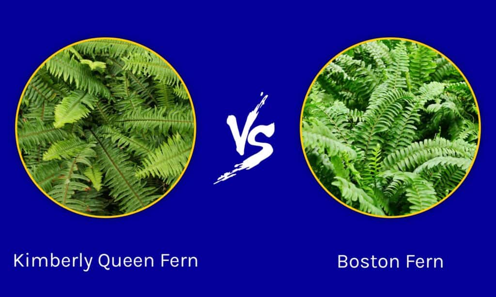 Kimberly Queen Fern contro Boston Fern