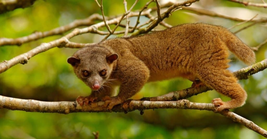 Kinkajou, Potos flavus, animale tropicale nell'habitat naturale della foresta.