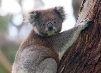 Koala
