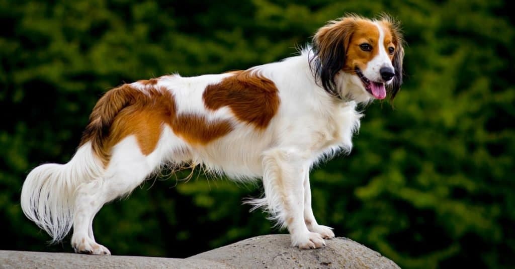 Una piccola razza di cane di tipo spaniel, Kooikerhondje, in piedi su una roccia.