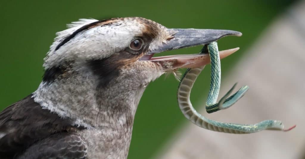 I kookaburra sono martin pescatori terrestri del genere Dacelo originari dell'Australia e della Nuova Guinea.