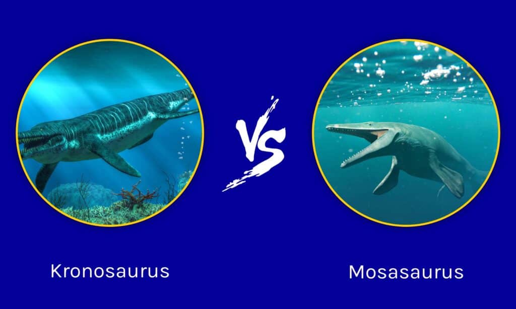 Kronosauro contro Mosasauro