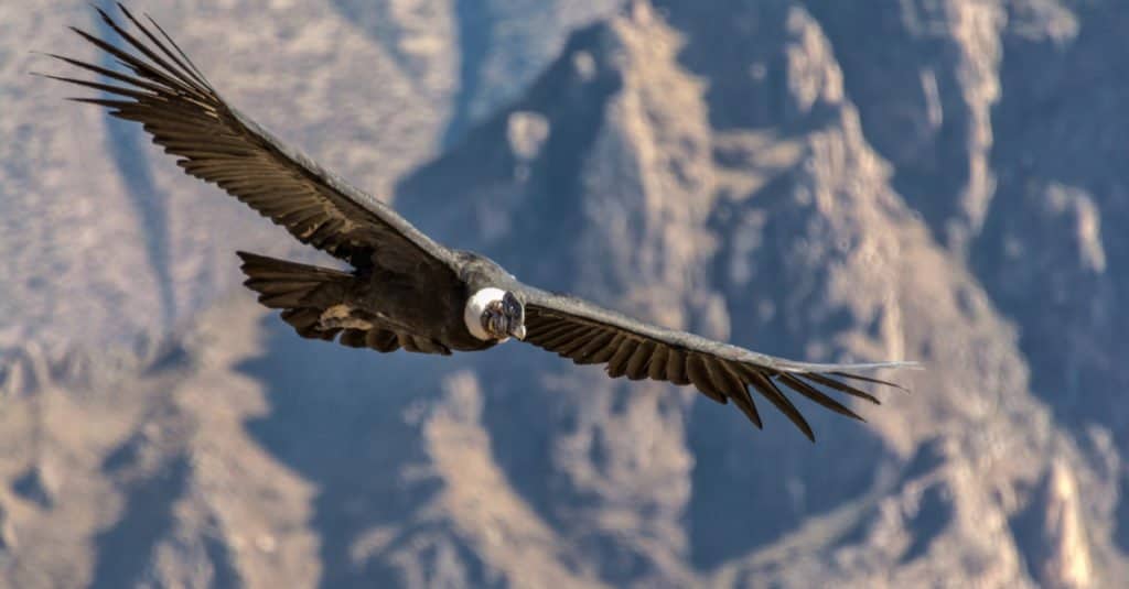 Il condor andino può vivere fino a 50 anni.