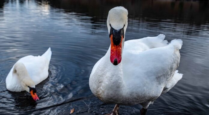 La bella contro la bestia: guarda un cigno attaccare audacemente un'aquila
