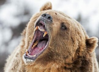  La famiglia nel Montana incontra un Grizzly su una ripida montagna.  Vedi cosa succede dopo
