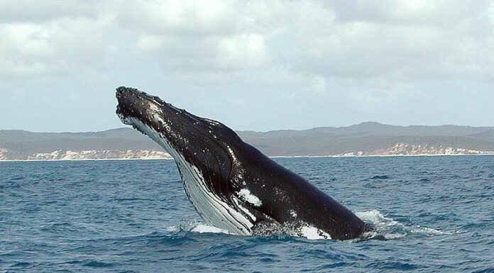 La megattera tenta di mangiare due kayaker in California
