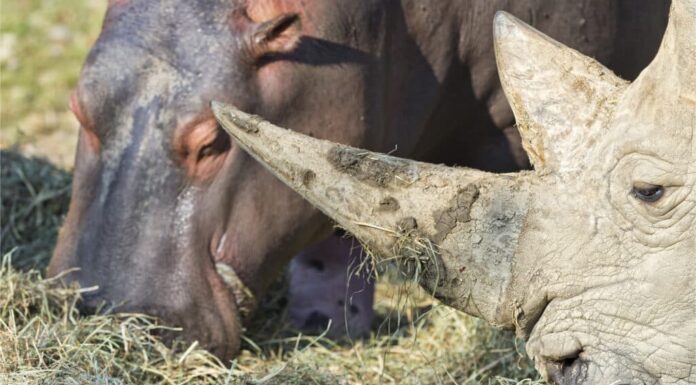 La situazione di stallo a tarda notte tra ippopotamo e rinoceronte mostra chi è veramente il capo
