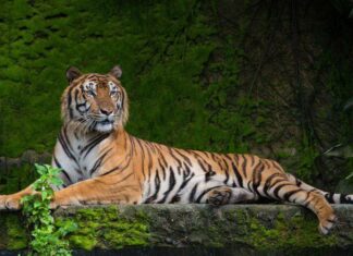 La tigre del Bengala salta dalla barca e torna a casa con un rilascio fotogenico
