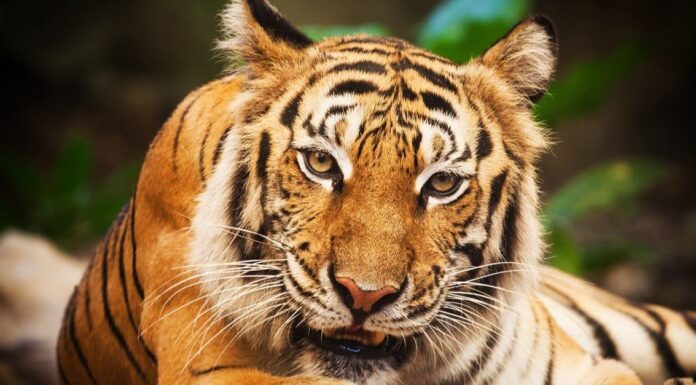 La tigre mangiatrice di uomini che uccise 436 persone
