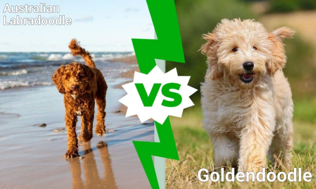 Labradoodle australiano vs Goldendoodle