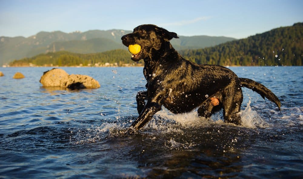Labrador Retriever (Canis familiaris) - laboratorio nero con palla in acqua