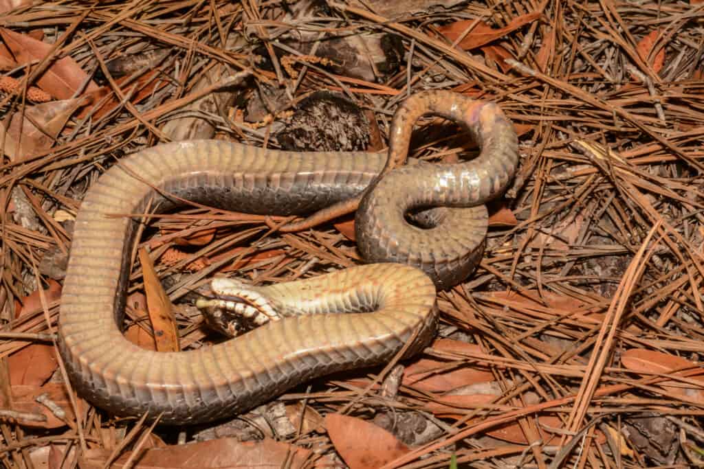 Un serpente hognose orientale che finge di essere morto sul suolo di una foresta