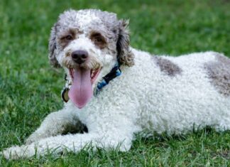 Lagotto Romagnolo
