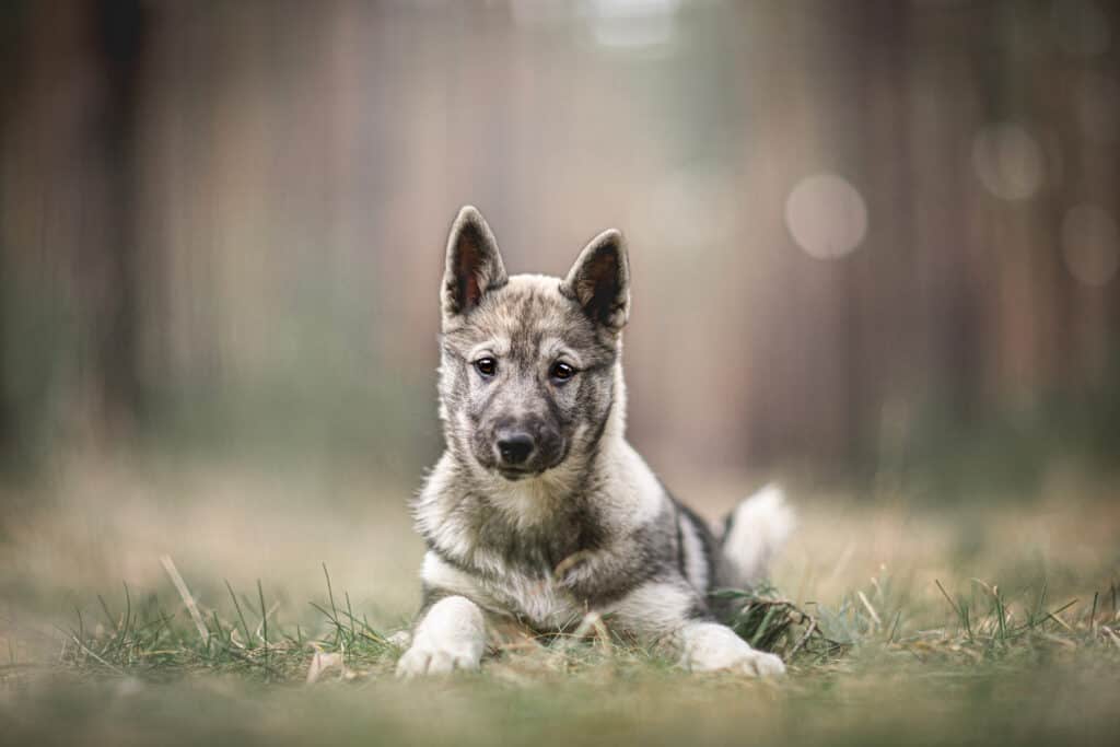 Cucciolo di Laika della Siberia occidentale