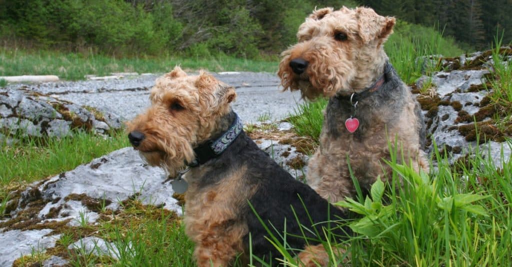 Due cani terrier gallesi seduti al fiume