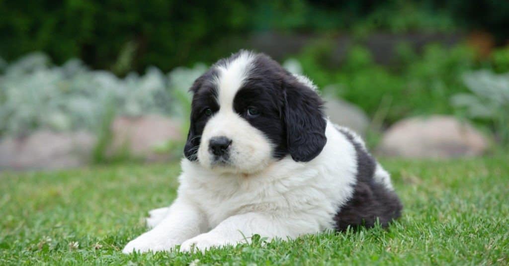 Cucciolo di Terranova (Landseer) in bianco e nero