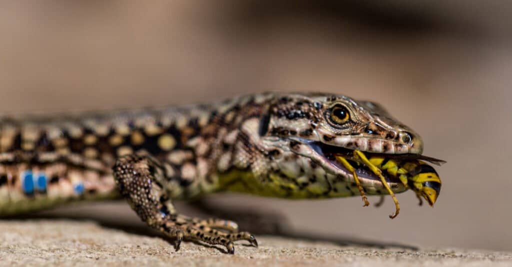 Podarcis muralis, Lazarus Lizard, mangiando una vespa.