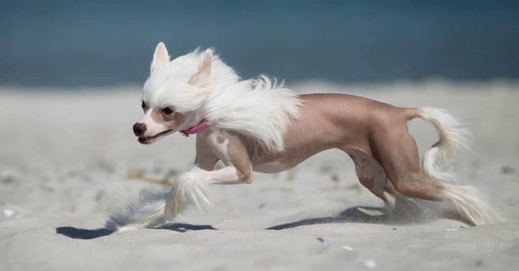 Cane crestato cinese che corre sulla spiaggia