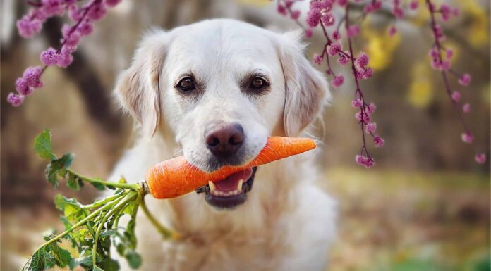 Le 5 verdure più sane che i cani possono mangiare e le 3 da evitare
