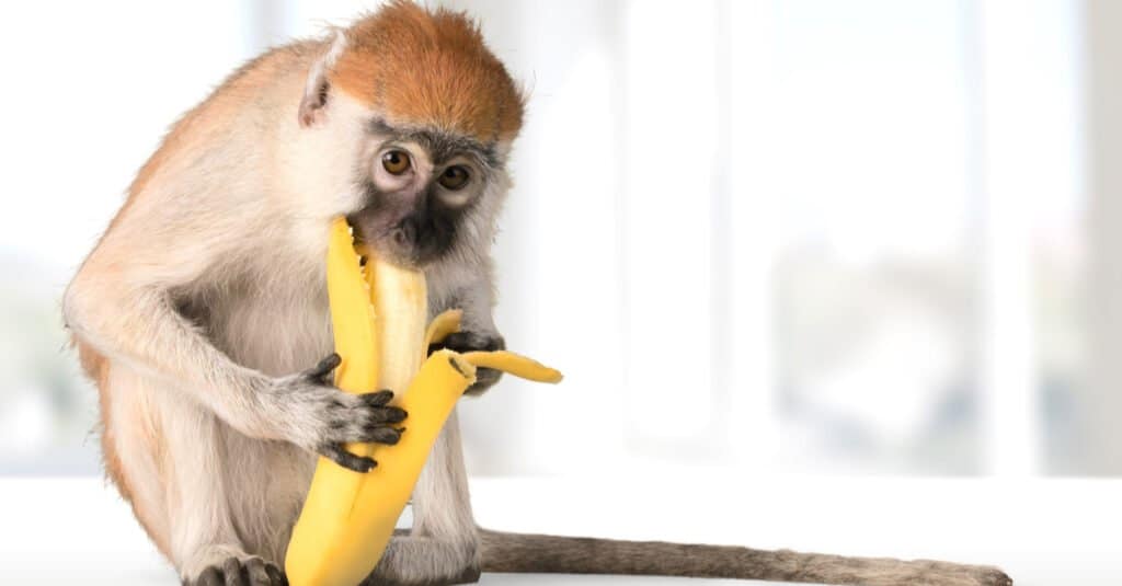 Cosa mangiano le scimmie - Le scimmie mangiano le banane?