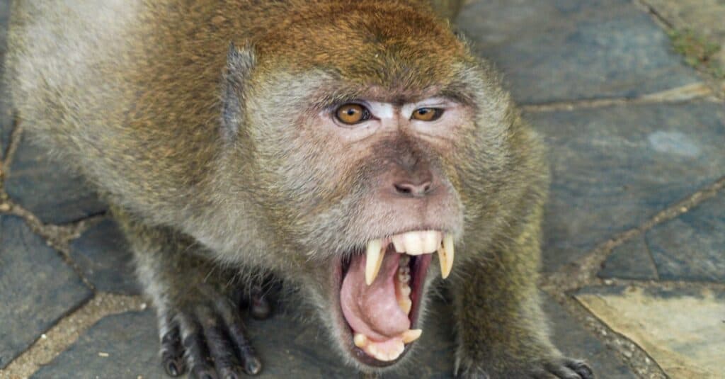 Denti di scimmia - Le scimmie mordono