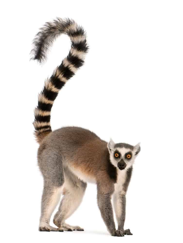Lemure isolato su sfondo bianco