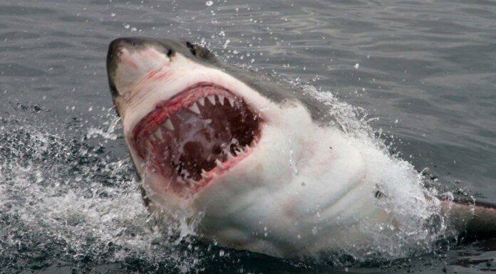 L'enorme grande squalo bianco quasi preleva l'uomo dalla barca appena al largo della costa nel Massachusetts
