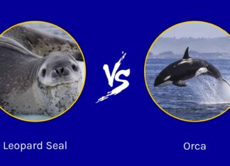 Leopard Seal vs Orca: qual è la differenza?
