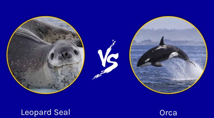 Leopard Seal vs Orca: qual è la differenza?
