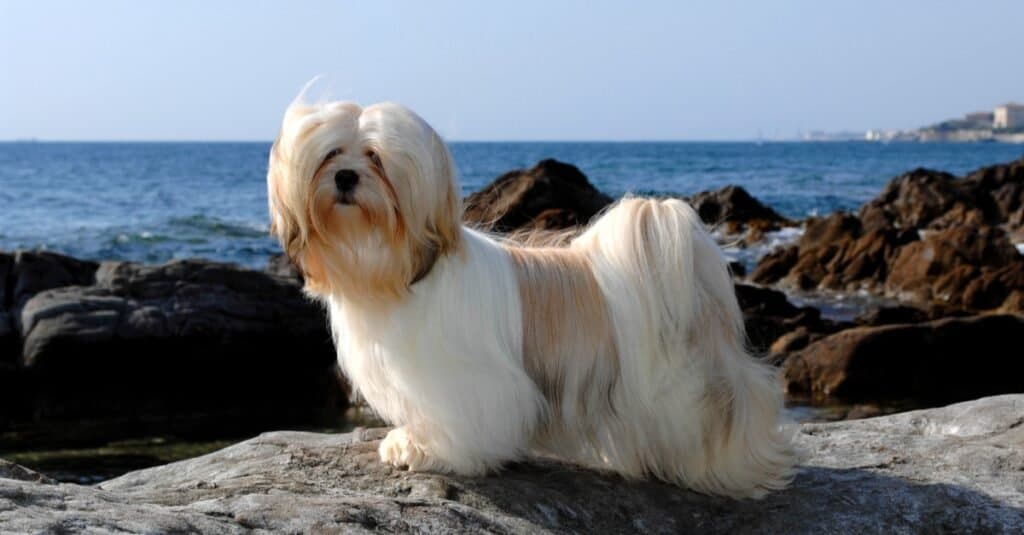 Lhasa Apso cane che gioca al mare.