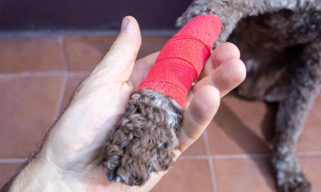 Mano umana che sostiene delicatamente la zampa ferita e fasciata di un cane