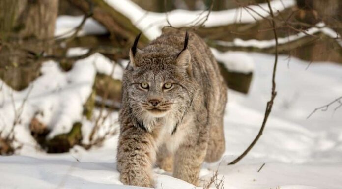 Scopri gli animali più veloci del Montana
