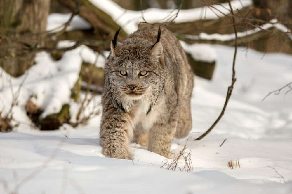 Lince canadese che cammina nel manto nevoso profondo nei boschi in una giornata di sole.  Lynx canadensis nella natura selvaggia dell'inverno dell'Alaska.  Lince canadese sullo sfondo del ramo e tronco d'albero