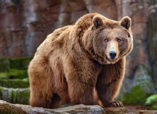 L'incontro con i grizzly nel Wyoming causerà sicuramente palmi sudati
