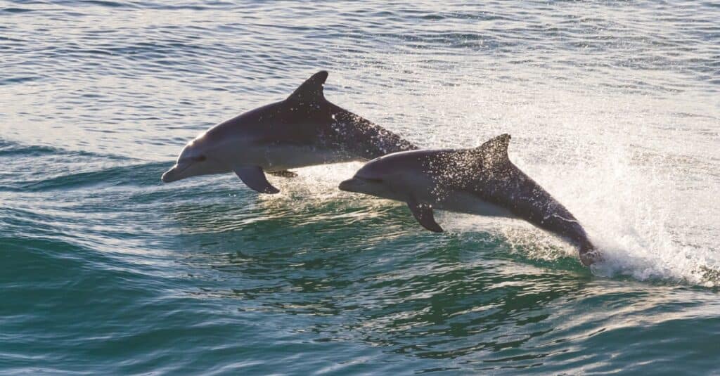 delfini che saltano fuori dall'acqua
